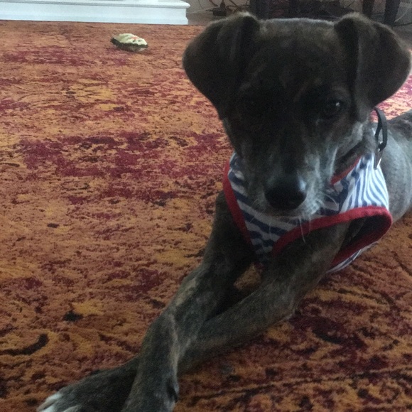 Meet your Posher, Sammy - Picture 3 of 4